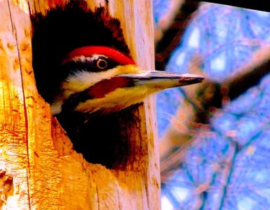 A woodpecker's head peering out the woodpecker's hole in a tree. The woodpecker has a red forehead with brown stripes. The background is our of focus, with brown branches and some blue sky.