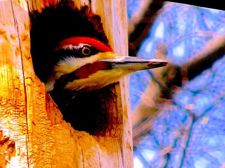 A woodpecker's head peering out the woodpecker's hole in a tree. The woodpecker has a red forehead with brown stripes. The background is our of focus, with brown branches and some blue sky.