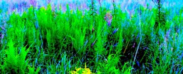 A field of wildflowers. In the foreground are green, leafy plants with a few purple bushy flowers. In the background is the rest of the field, with blue grass-like plants. A dark tree-line is in the background. A sliver of very light blue sky can be seen.