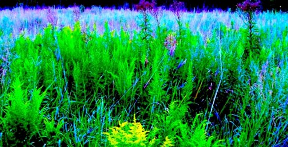 A field of wildflowers. In the foreground are green, leafy plants with a few purple bushy flowers. In the background is the rest of the field, with blue grass-like plants. A dark tree-line is in the background. A sliver of very light blue sky can be seen.