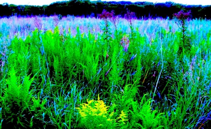 A field of wildflowers. In the foreground are green, leafy plants with a few purple bushy flowers. In the background is the rest of the field, with blue grass-like plants. A dark tree-line is in the background. A sliver of very light blue sky can be seen.