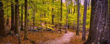 A trail winding through a forest. The leaves on the trees are green and yellow. The forest is heavily wooded. On the ground are boulders spread throughout the trees, suggesting a mountainous area.