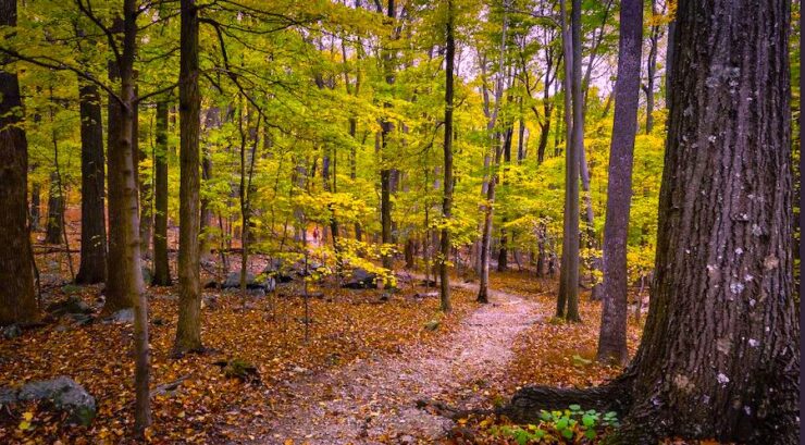 A trail winding through a forest. The leaves on the trees are green and yellow. The forest is heavily wooded. On the ground are boulders spread throughout the trees, suggesting a mountainous area.