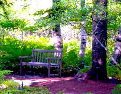 A trail through a forest with a wooden bench. The ground cover is ferns, reaching about 3 feet high. There are several trees on the foreground providing shade to the bench. In the background are some sun-bleached trees. The trail is made of dirt and appears to be well maintained.