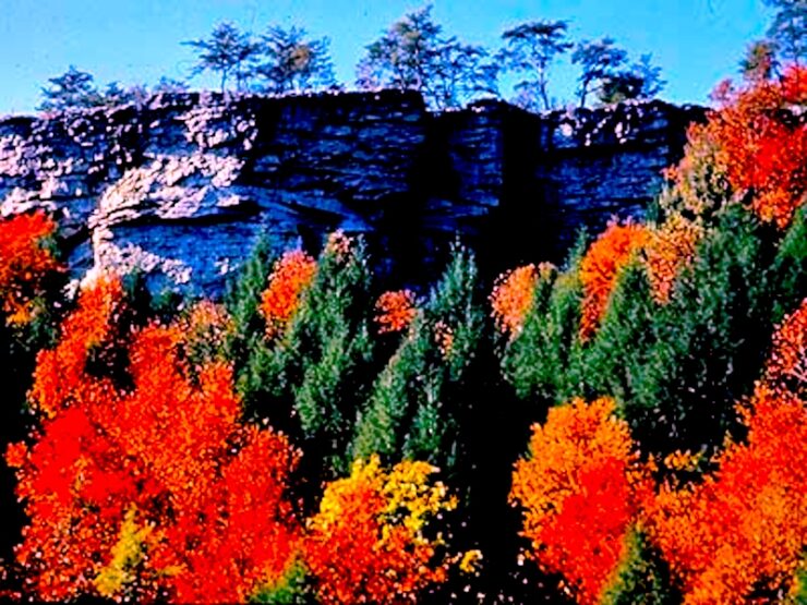 A high rocky cliff with trees in front of it. The trees are autumn colors, including orange, yellow, red and green. On top of the cliff are some trees in which you can only see the shape of. The sky is blue. The cliff is approximately 35 feet feet higher than the tree line below.