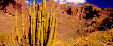 There is a tall green cactus in the foreground that loosely resembles a set of organ pipes, with some brown, yellow and green underbrush. The landscape is a desert, with a tall, quickly rising mountain in the not-too-far background. There is little to no vegetation on the mountain. The sky is blue with two white, fluffy clouds.