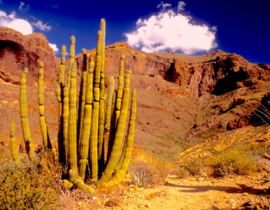 There is a tall green cactus in the foreground that loosely resembles a set of organ pipes, with some brown, yellow and green underbrush. The landscape is a desert, with a tall, quickly rising mountain in the not-too-far background. There is little to no vegetation on the mountain. The sky is blue with two white, fluffy clouds.