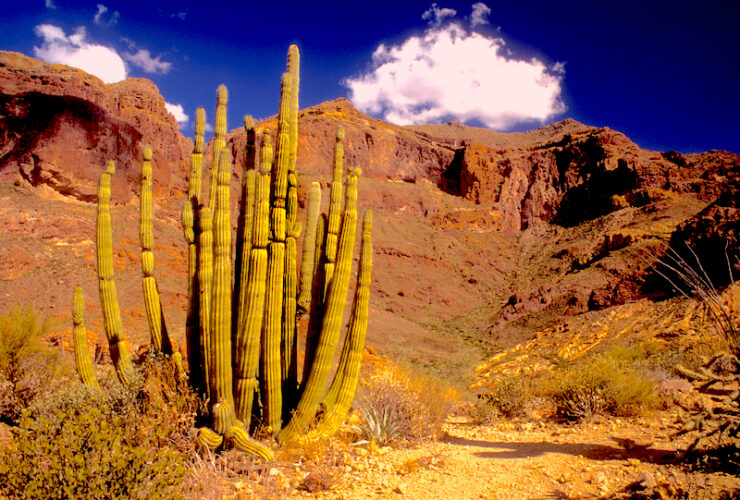 There is a tall green cactus in the foreground that loosely resembles a set of organ pipes, with some brown, yellow and green underbrush. The landscape is a desert, with a tall, quickly rising mountain in the not-too-far background. There is little to no vegetation on the mountain. The sky is blue with two white, fluffy clouds.