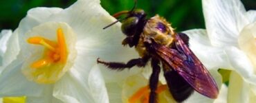 A close up of a bee on a flower. The flower has white petals with a yellow style. The bee is black with a yellow upper torso, and is fussy. The background is out of focus, but is green from the foliage.