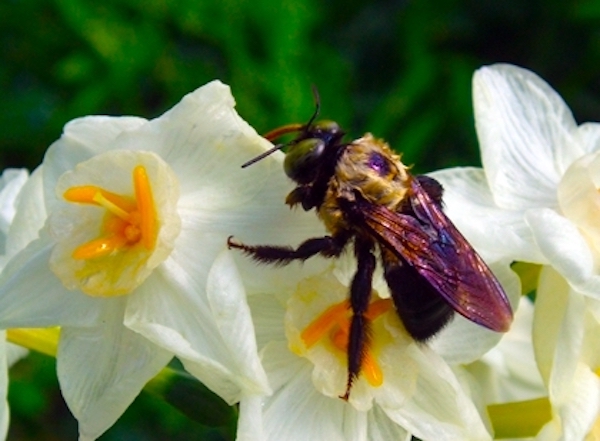A close up of a bee on a flower. The flower has white petals with a yellow style. The bee is black with a yellow upper torso, and is fussy. The background is out of focus, but is green from the foliage.