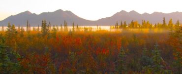 In the foreground is a forest of evergreen and deciduous trees. The deciduous trees and multicolored due to the autumn weather. A low hanging sheet of mist is handing over the trees. In the background are mountains, many kilometers away, that are backlit by a rising sun. The sky is white and washed-out.