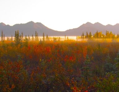 In the foreground is a forest of evergreen and deciduous trees. The deciduous trees and multicolored due to the autumn weather. A low hanging sheet of mist is handing over the trees. In the background are mountains, many kilometers away, that are backlit by a rising sun. The sky is white and washed-out.