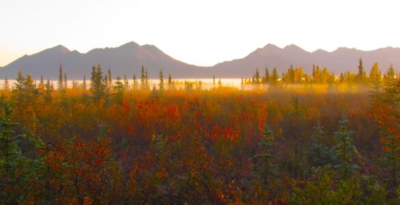 In the foreground is a forest of evergreen and deciduous trees. The deciduous trees and multicolored due to the autumn weather. A low hanging sheet of mist is handing over the trees. In the background are mountains, many kilometers away, that are backlit by a rising sun. The sky is white and washed-out.