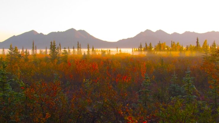 In the foreground is a forest of evergreen and deciduous trees. The deciduous trees and multicolored due to the autumn weather. A low hanging sheet of mist is handing over the trees. In the background are mountains, many kilometers away, that are backlit by a rising sun. The sky is white and washed-out.