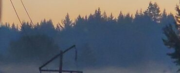 A class of trees surrounding a Dark Yellow, Caramel-like sky in Port Orchard, WA.