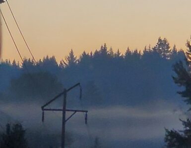 A class of trees surrounding a Dark Yellow, Caramel-like sky in Port Orchard, WA.