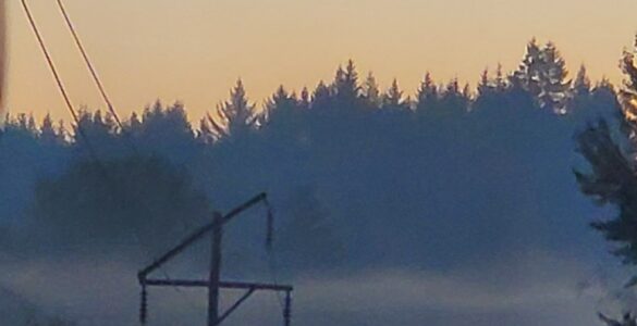 A class of trees surrounding a Dark Yellow, Caramel-like sky in Port Orchard, WA.