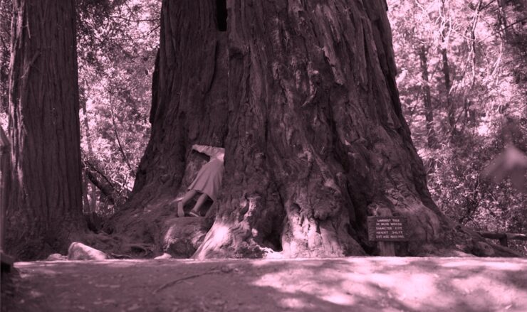 This is a black and white image. The lower two thirds of a person can be seen peaking their upper third into a giant tree trunk's crevice. The tree is about 40 feet across and only the lowest section of the tree can fit in the picture. The giant tree is surrounded by smaller deciduous trees. A sign at the tree says 'Largest Tree At Muir Woods' with elevation, height and age information.