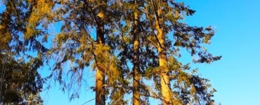 A family of trees getting ready for their warm (sun) bath above the blue sky, clouds, and the sun during the day