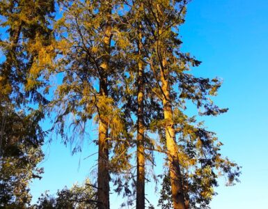 A family of trees getting ready for their warm (sun) bath above the blue sky, clouds, and the sun during the day