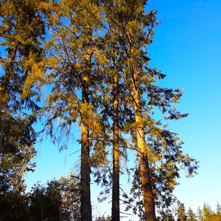 A family of trees getting ready for their warm (sun) bath above the blue sky, clouds, and the sun during the day