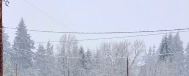 On a cold, wintry December afternoon there is a white sky with wintry trees in the background and poles in the foreground.