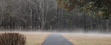 A black paved path disappears into dense woods shrouded in ground fog, with a trimmed bush emerging from the swirling mist in the foreground.