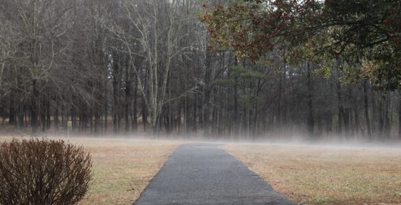 A black paved path disappears into dense woods shrouded in ground fog, with a trimmed bush emerging from the swirling mist in the foreground.