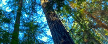 Looking up through a forest canopy from the ground. Most trees are evergreen, with a green and blue mixed canopy due to sunlight filtering through. Patches of sunlight peek through the leaves.