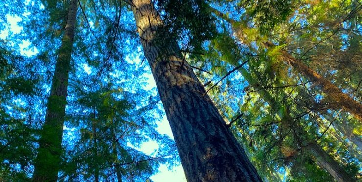 Looking up through a forest canopy from the ground. Most trees are evergreen, with a green and blue mixed canopy due to sunlight filtering through. Patches of sunlight peek through the leaves.