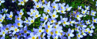 Tiny, delicate wildflowers with white blooms and slender green stems bask in the warm glow of an late winter sunrise.