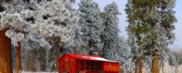 A rustic brown cabin nestled in a snowy forest clearing. Snow-laden evergreen trees stand tall in the background and foreground, framing the quaint cabin. A light dusting of snow blankets the ground, creating a peaceful winter wonderland scene.