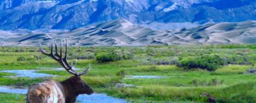 An elk stands near a seasonal stream, looking out over rolling grasslands, sand dunes, and mountains capped with snow in the distance. Clear blue sky above.