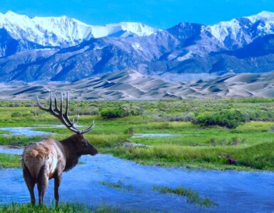 An elk stands near a seasonal stream, looking out over rolling grasslands, sand dunes, and mountains capped with snow in the distance. Clear blue sky above.