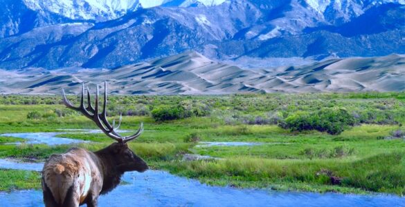 An elk stands near a seasonal stream, looking out over rolling grasslands, sand dunes, and mountains capped with snow in the distance. Clear blue sky above.