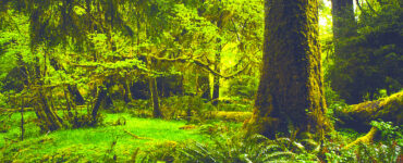 Sunlight filters through the verdant foliage of a rainforest teeming with ferns and draped in emerald moss.