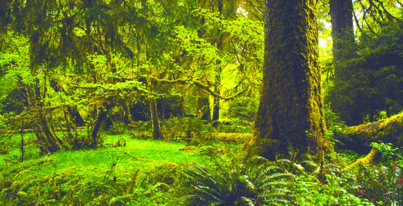 Sunlight filters through the verdant foliage of a rainforest teeming with ferns and draped in emerald moss.