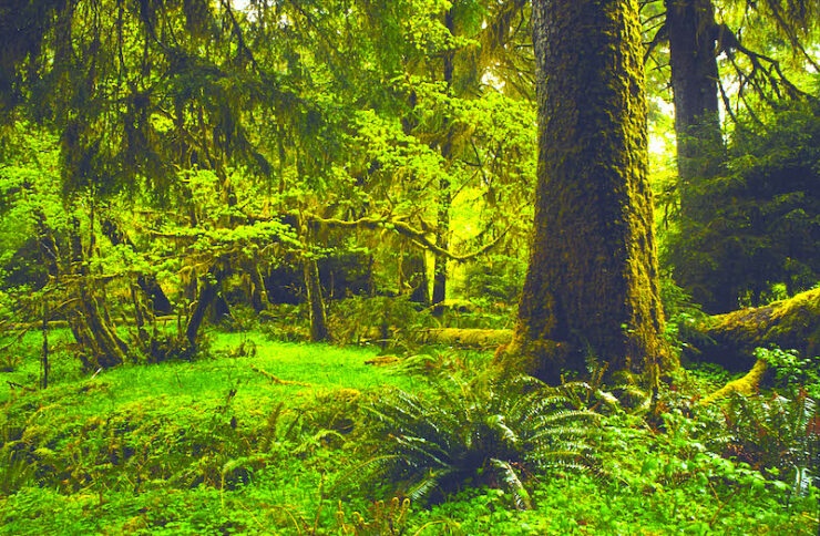 Sunlight filters through the verdant foliage of a rainforest teeming with ferns and draped in emerald moss.