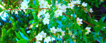 A white flowering rhododendron bush with green leaves. Sunlight dapples the leaves, and a blurred evergreen forest fills the background.