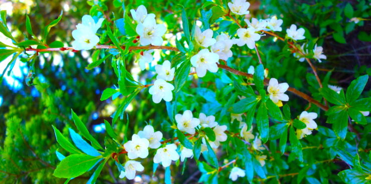 A white flowering rhododendron bush with green leaves. Sunlight dapples the leaves, and a blurred evergreen forest fills the background.