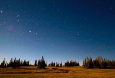 Starry night sky with celestial light over a meadow surrounded by conifer trees.