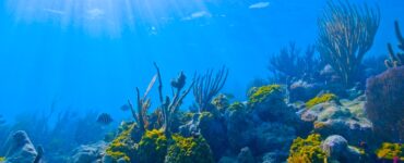 A brightly lit underwater scene. Sunlight filters through blue water, revealing colorful coral in shades of green and yellow. Striped fish flit among the coral.