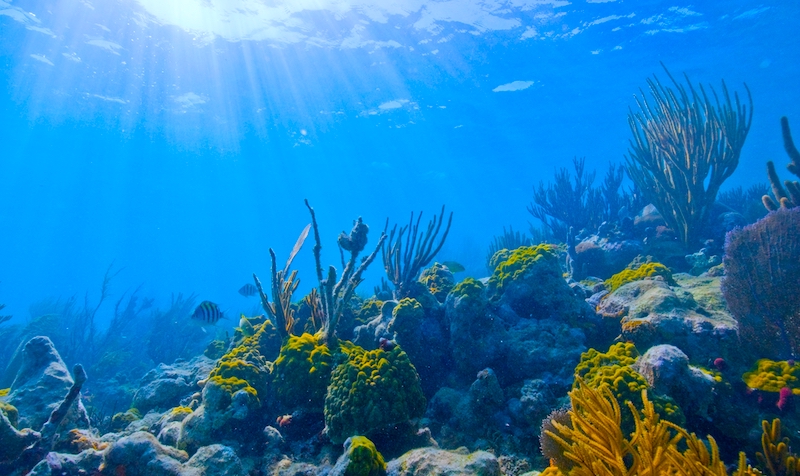 A brightly lit underwater scene. Sunlight filters through blue water, revealing colorful coral in shades of green and yellow. Striped fish flit among the coral.