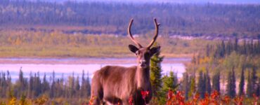 Close-up of a caribou facing the camera. It stands amidst bright red shrubs, with a flowing river and an evergreen forest in the background.