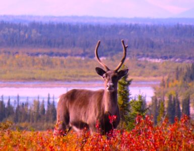 Close-up of a caribou facing the camera. It stands amidst bright red shrubs, with a flowing river and an evergreen forest in the background.