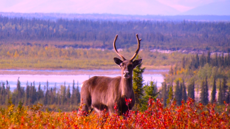 Close-up of a caribou facing the camera. It stands amidst bright red shrubs, with a flowing river and an evergreen forest in the background.