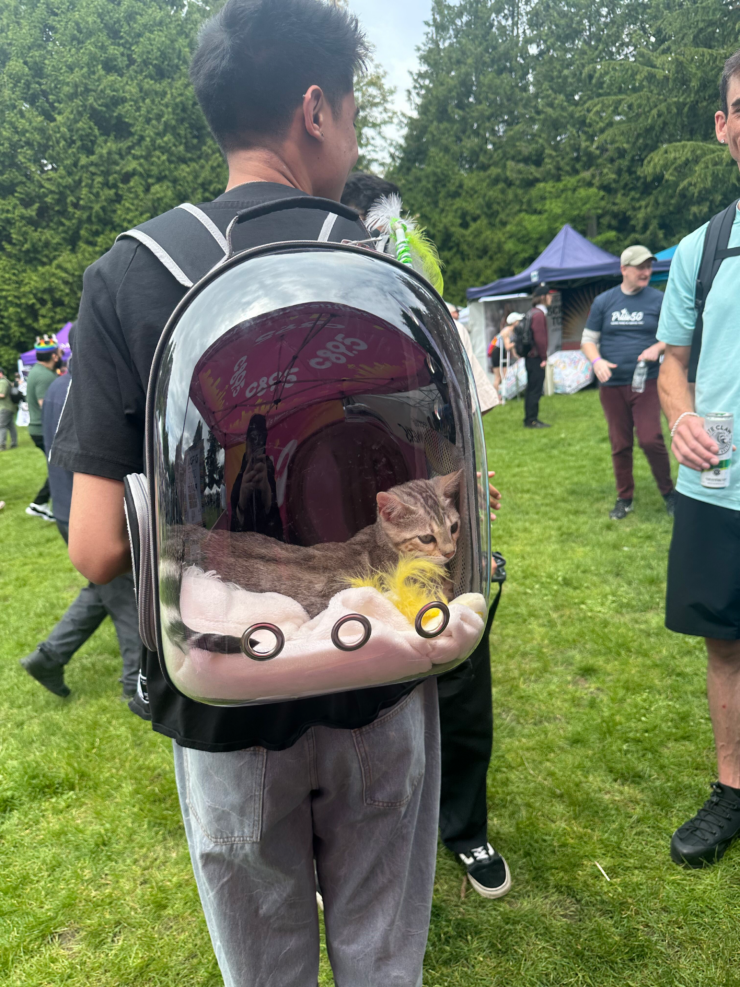 Person standing in a park with a special backpack featuring a transparent window. Inside the backpack, a cat with a grey coat sits comfortably on a pink blanket, holding a yellow ball. Several people are visible in the background, casually dressed.