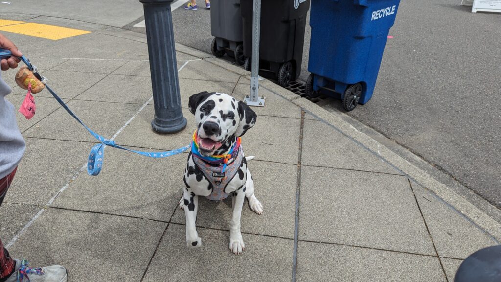 A smiling dalmatian wearing a rainbow collar
