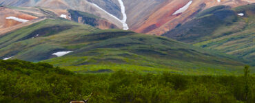 Lush green Alaskan hills roll towards snow-capped mountains in the distance. A lone deer stands in the foreground.