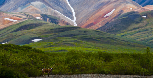 Lush green Alaskan hills roll towards snow-capped mountains in the distance. A lone deer stands in the foreground.